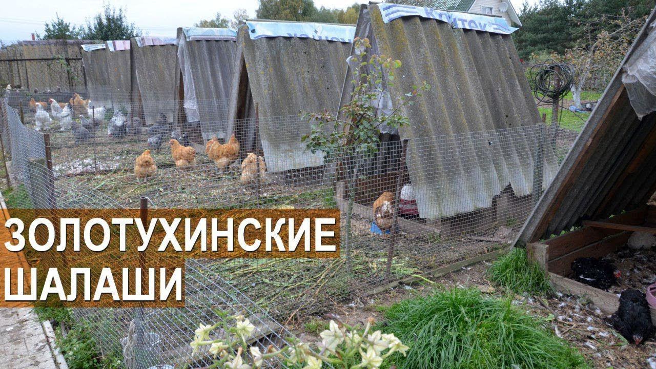Куры разных пород в летних вольерах. Шалаши Золотухина смотреть онлайн