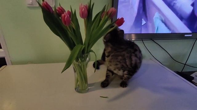 7 марта 2021 г. Муся пьет тюльпановку и закусывает Таниными тюльпанами😆 смотреть онлайн