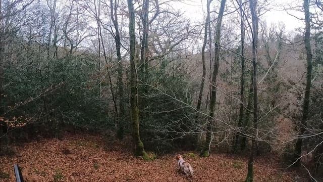 DRESSAGE CHIEN d'arrêt SETTER ANGLAIS / Débourrage sur bécasses смотреть онлайн
