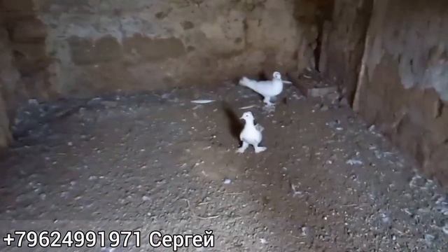 Голуби Сергея. г Благодарный. ЛЕНИНАКАНСКИЕ ГОЛУБИ. Pigeons Of Sergei. Grateful. LENINAKSKY PIGEONS