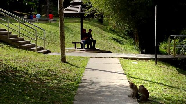 Penang Botanic Garden ☃ Ботанический сад на Пенанге смотреть онлайн