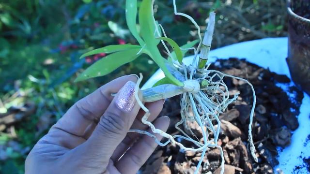 Dendrobium - Propagation and Potting Miracle Keikies смотреть онлайн