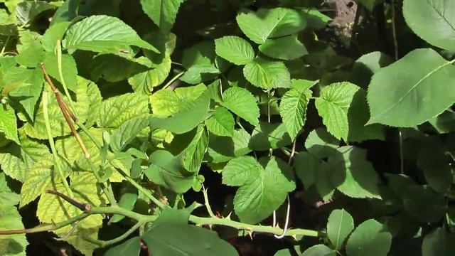 Правильная обрезка роз после цветения 🌹 смотреть онлайн