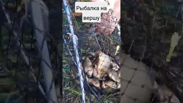 Рыбалка на морду в своём пруду. смотреть онлайн