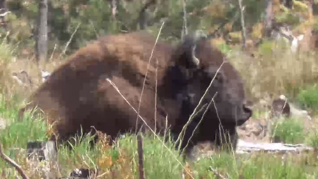 Бизоны пасутся и отдыхают в лесу смотреть онлайн