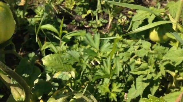 Удачная дача 22 08 2020 смотреть онлайн