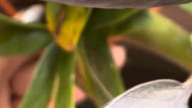 ZZ Plant Winter Care for beginners ॥ क्या आपके ज़ीज़ी प्लांट की पत्तियाँ ठंड से पीली हो रही है ? смотреть онлайн