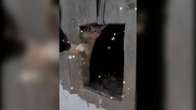 Funny Animals. Cats and dogs and others animals. Смешные животные - 5. Приколы с котами и собаками. смотреть онлайн