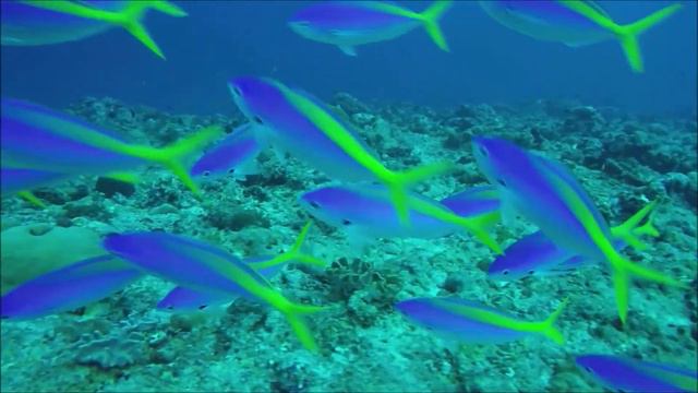 Maldives Island Safari 07-12 Jul 2019 смотреть онлайн