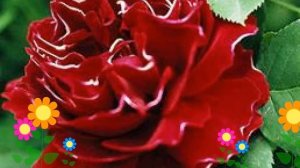 Роза парковая барон жиро дэ лен. Краткий обзор, описание характеристик, где купить саженцы