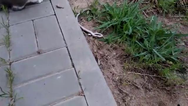 Сёма притащила гадюку в дом! смотреть онлайн