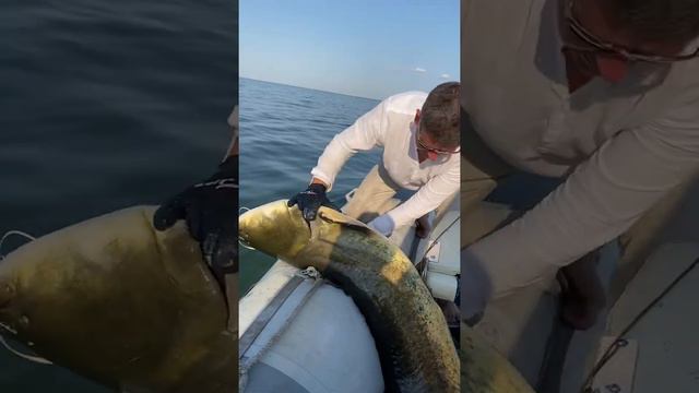 Отпускаем трофейного сома смотреть онлайн