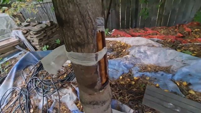 "Лечение" ран садовым варом. смотреть онлайн