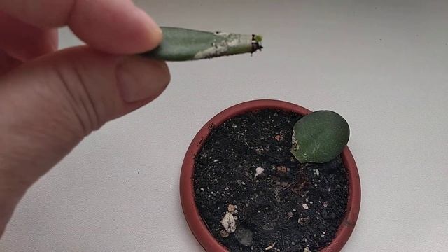 Толстянка из листика. (1) смотреть онлайн