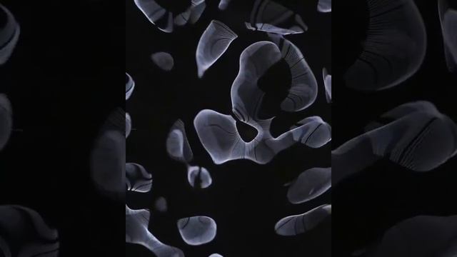 SoundPill
Звуковая таблетка