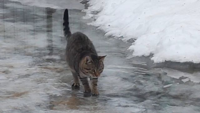 СМОТРЕТЬ ВСЕМ! СРОЧНО! РЕПОСТ! САМЫЙ ЧУДНОЙ КОТ ВОРОНЕЖА смотреть онлайн