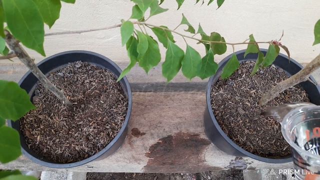 Bougainvillea : Unboxing Sampai Berbunga ID Aussie Red & Flame Opal смотреть онлайн