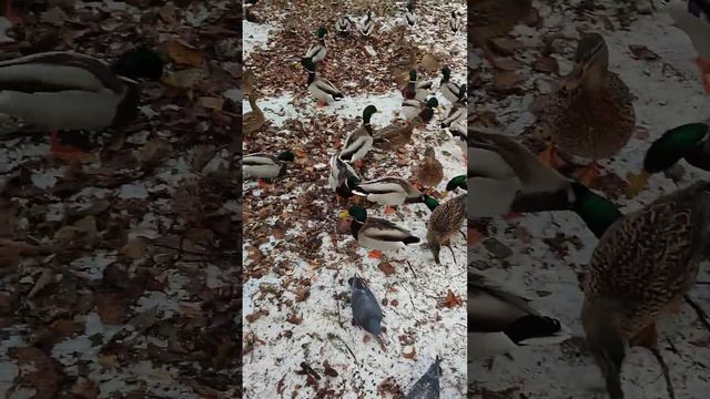 Кормите птичек зимой полезным для них кормом! #птицы #зима #утка #голубь #ворона