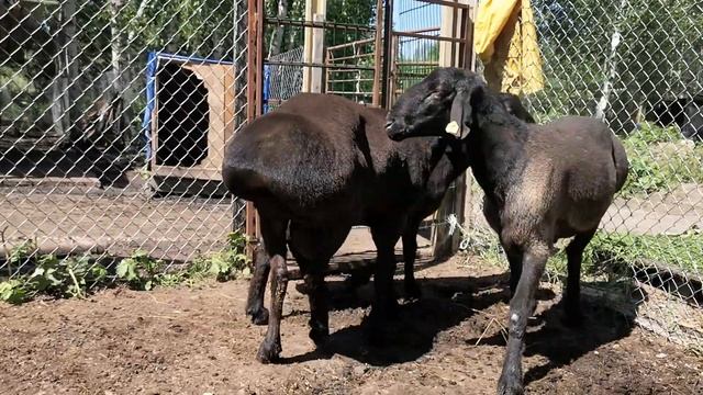 Двухлетние гиссарские производители которых я планирую ставить на своих овцематок в этом году смотреть онлайн