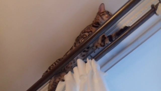 Упадёт ли кошка?! Will The Cat Fall Down?