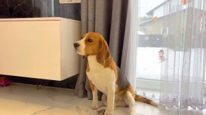 СЪЕЛ ПИСЬМО ДЛЯ ДЕДА МОРОЗА. БРОС ШОУ ПЕТ