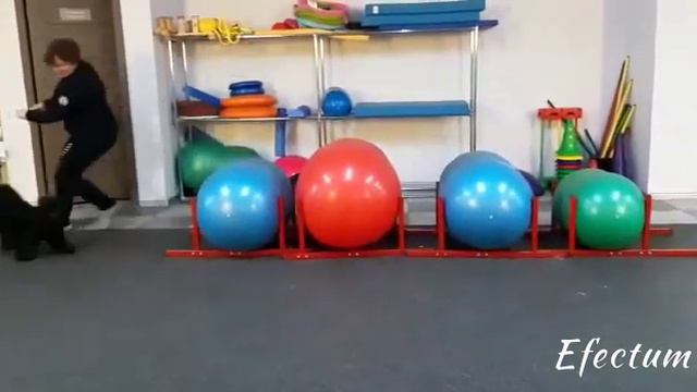 Веселые занятия в хендлинг зале смотреть онлайн