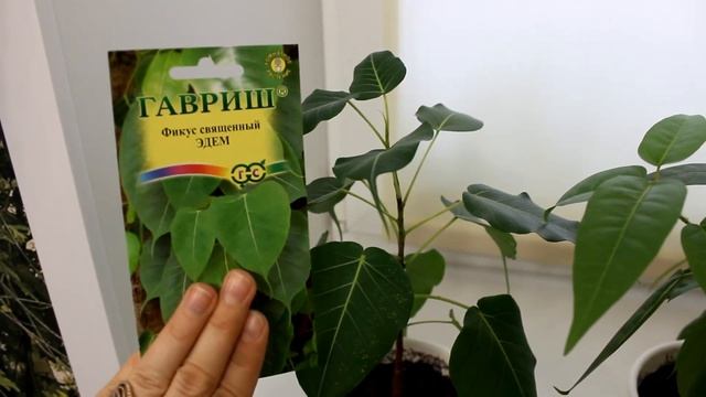 Фикусы из семян - моя гордость. [Надежда и Мир] смотреть онлайн