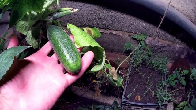 БиоВегетарий в помещении под LED светом ВИДЕО 9. Созрел огурец. Инжир распустил новые листья смотреть онлайн