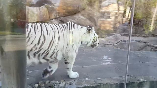 Бенгальский тигр. смотреть онлайн