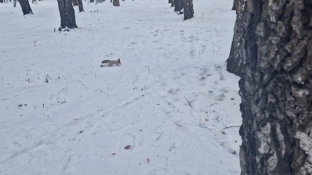 Зимний лес в начале ноября, большие заготовки. смотреть онлайн