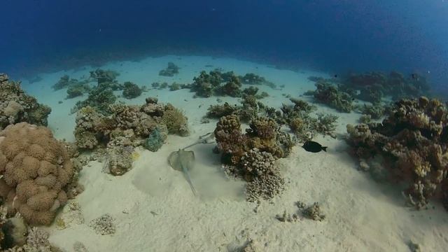 Insta 360 One X2 : Diving in Marsa Alam смотреть онлайн
