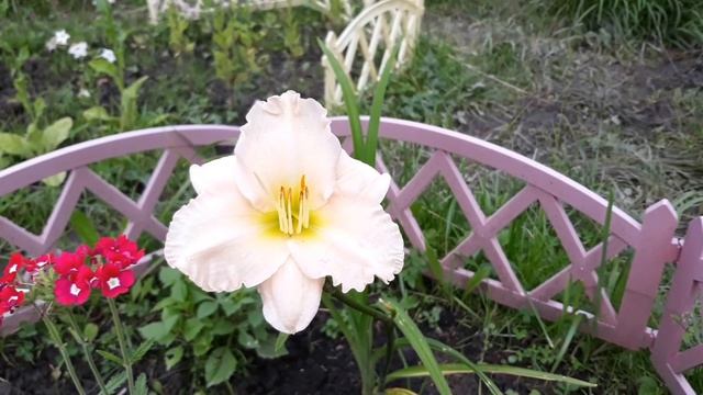 Как ухаживать за лилейником смотреть онлайн