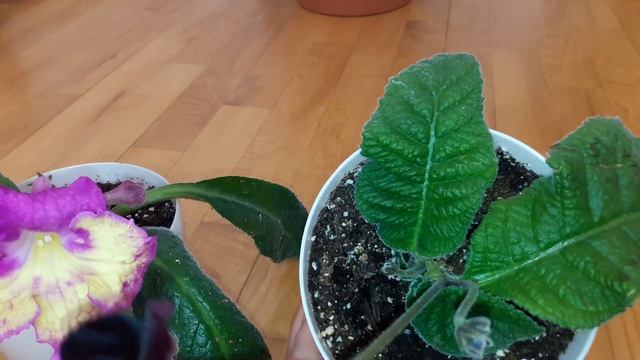 Стрептокарпусы ВАТ-Роскошь Метеорита и DS-Альфа смотреть онлайн