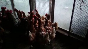 Куры Кубань гибрид//Кубанская красная порода кур