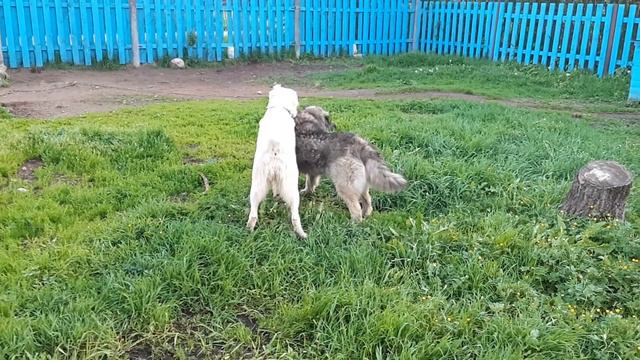 Кавказец и Алабай смотреть онлайн