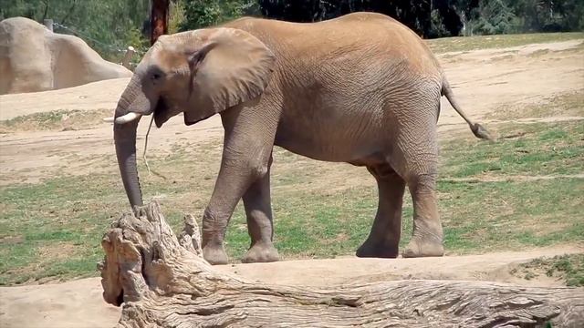 ELEPHANT SOUNDS FOR KIDS - Learn Trumpeting, Rumbling, and Roaring Sound Effects of Elephants смотреть онлайн