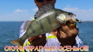 Окунь ЖРАЛ как осенью! Раздача полосатого на Тейл-спинер!