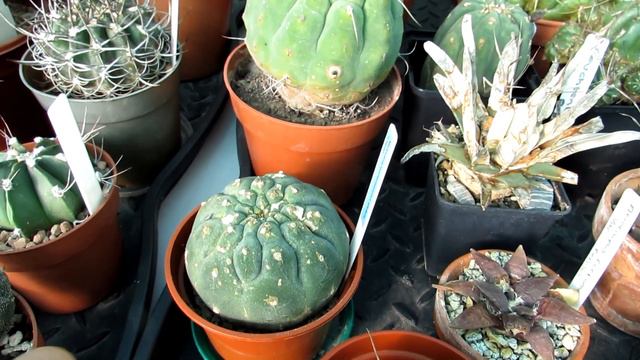 Cacti & Succulent Collection Tour Fall/Autumn Update | Cactus Collection #cactus #succulents смотреть онлайн