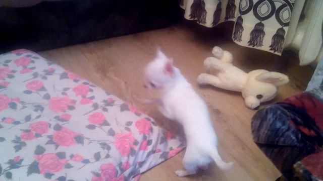 Масяшка минюшечка Чихуахуа из KAPELKA GRJOZ смотреть онлайн