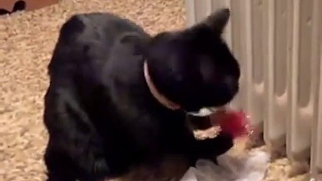 Black cat with a red ball! Черный кот с красным шариком! смотреть онлайн