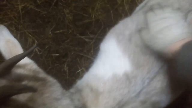 Вес козленка в 1 месяц, содержание козлят на подсосе смотреть онлайн