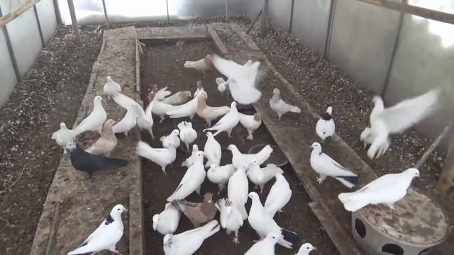 ШИРОКОХВОСТЫЕ БАКИНСКИЕ ГОЛУБИ СЕРГЕЯ КАНУННИКОВА смотреть онлайн