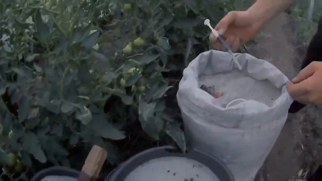 натуральное и безопасное удобрение для Томатов Пепел и Йод для хорошего урожая Помидор смотреть онлайн
