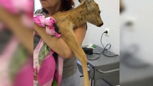 В Саратове ветеринары прооперировали косулю Пипи смотреть онлайн