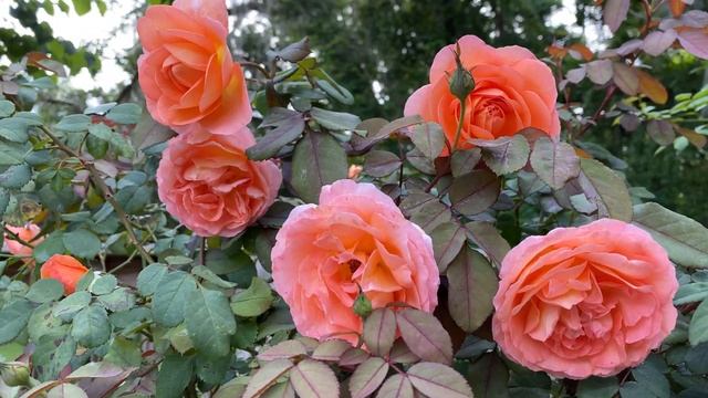 Rose - Lady Emma Hamilton смотреть онлайн