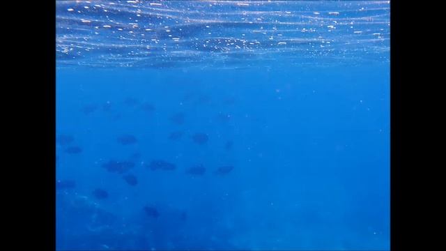 Ocean Girls under water swimming девушки плавают под водой смотреть онлайн