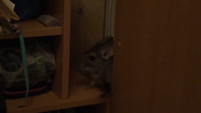Шиншилла играется с металлической цепочкой смотреть онлайн