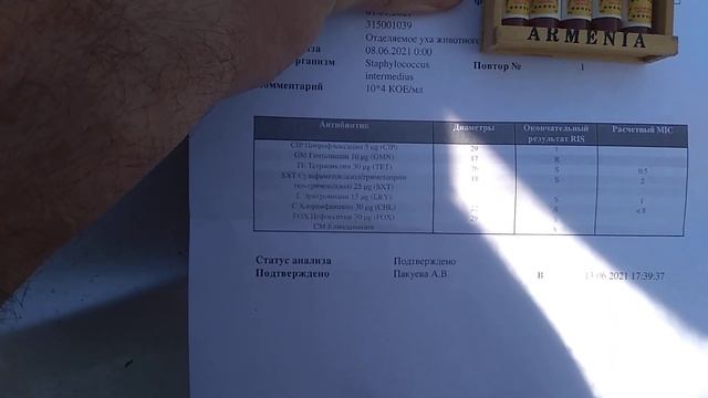 Алабай. Стафилококк в ушах собаки. Лечение. смотреть онлайн