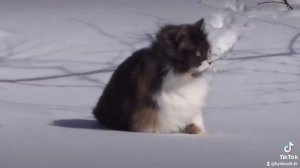 Кот идёт по снегу под грустную музыку