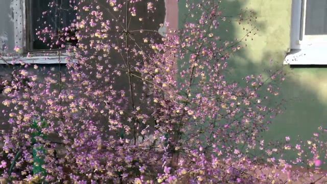 ВАСИЛИСТНИК. РЕДКИЙ, КРАСИВЫЙ ЦВЕТОК. ПОДРОБНЫЙ ОБЗОР. ЦВЕТЕНИЕ РОЗЫ ДАБЛ ДЕЛАЙТ. Многолетние цветы смотреть онлайн